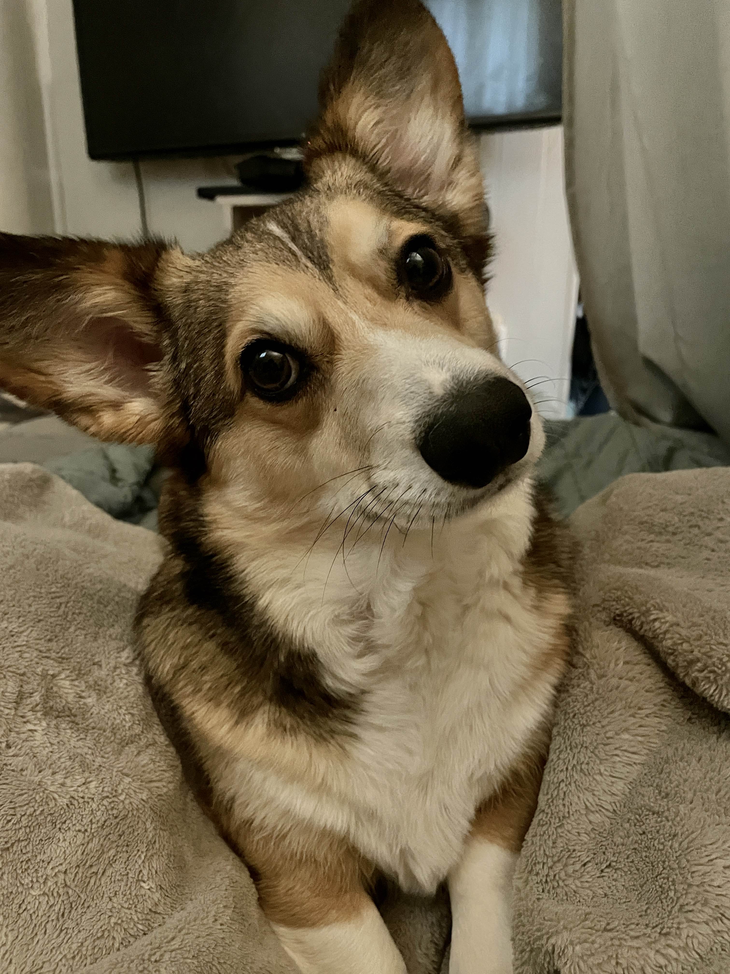 Apollo the corgi looking directly into the camera