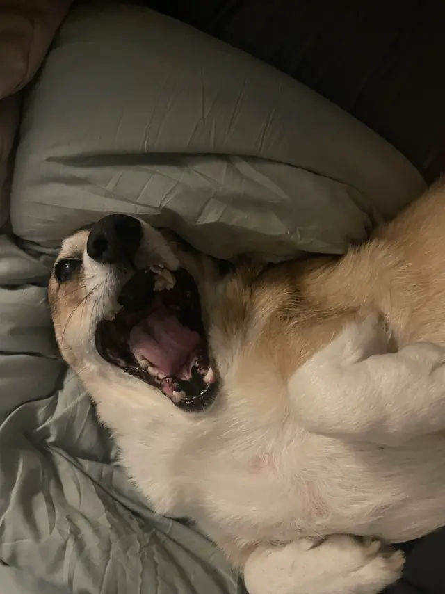Apollo, B & E Digital's Chief Executive Corgi, reacting to a very important sound
