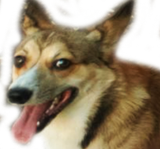 Apollo the corgi looking directly into the camera