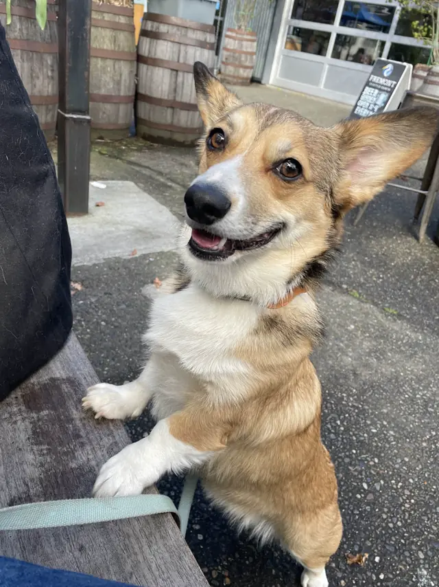 Apollo, B & E Digital's Chief Executive Corgi, conducting a visual field inspection